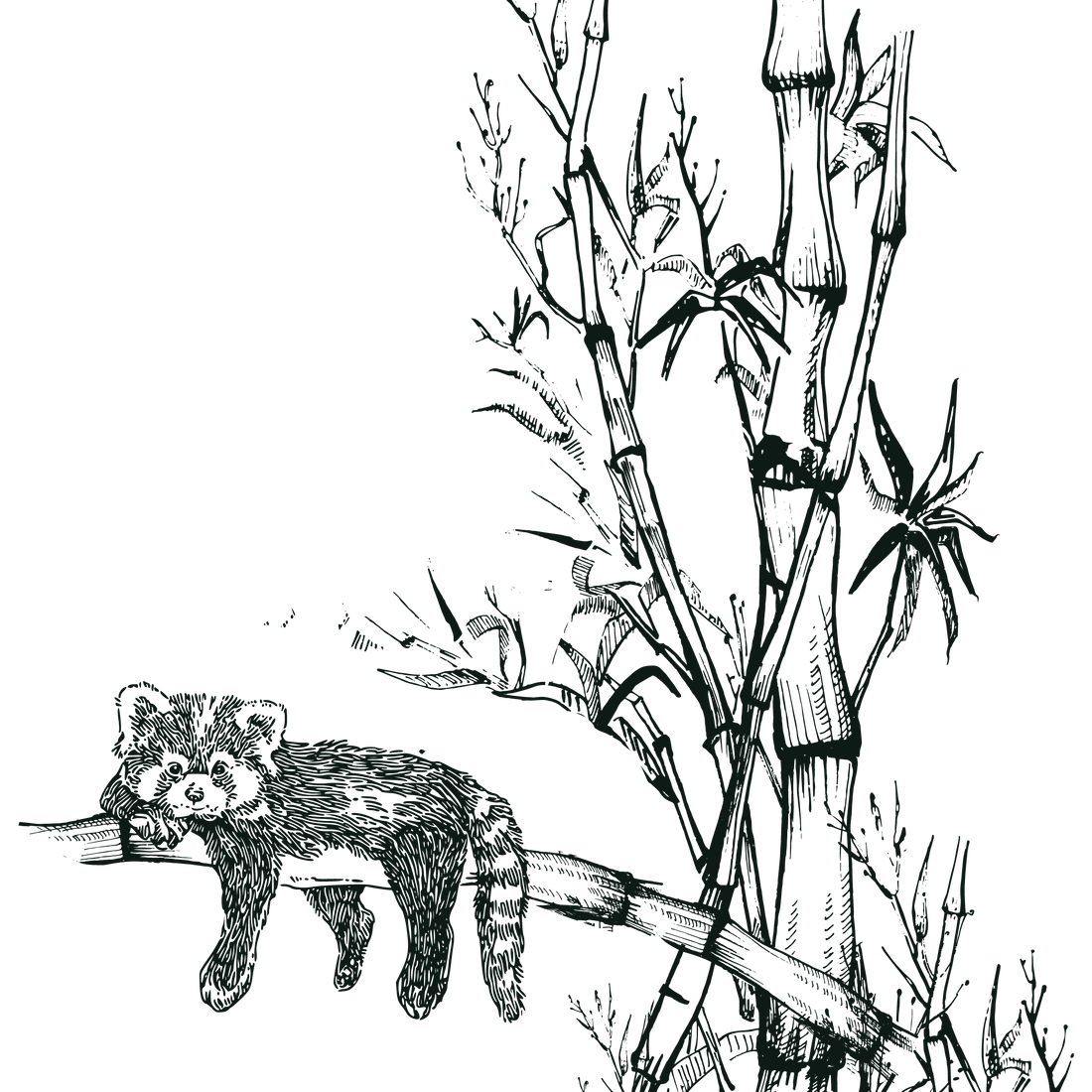 Bamboo-wholesale- businesses-australia