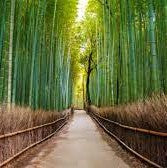 Eco- friendly-bamboo-business-australia