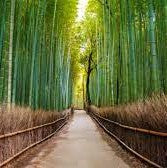 10 FUN FACTS ABOUT BAMBOO